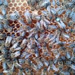 Matci Carnica Imperecheate Natural