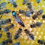 Matci Caucaziene Imperecheate Natural