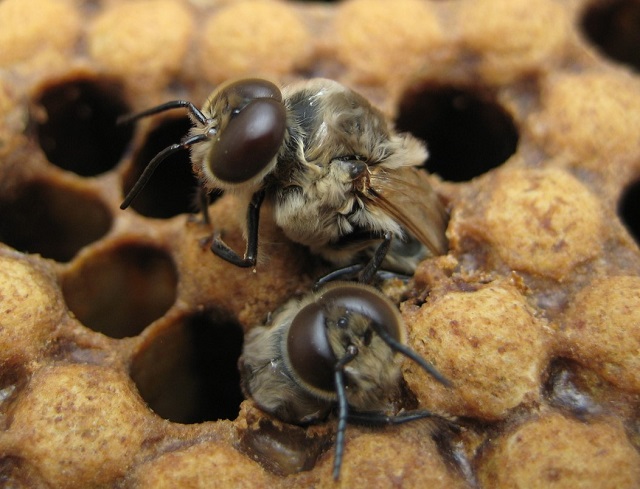 crește și menține trântorii în familiile de albine